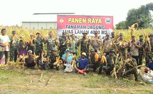 Dukung Ketahanan Pangan, Dandim Klaten Panen Jagung dengan Warga di Karanganom