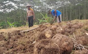 Sempat Anjlok Rp1.900/Kg, Petani di Wonogiri Yakin Harga Porang Kembali Meroket