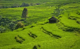 Bikin Adem, Indahnya Hamparan Sawah Terasering di Desa Conto Wonogiri