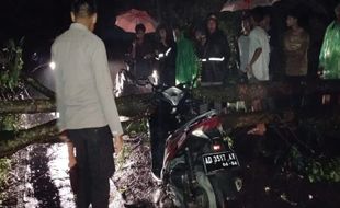 Terjadi Lagi Lur! Pohon Tumbang Timpa Pemotor di Klaten saat Hujan Deras