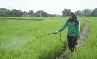 Membangun Jaringan dan Pasar Produk Organik