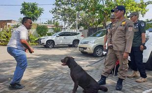 Coco, Anjing Labrador Satpol PP Kota Semarang yang Bantu Korban Gempa Cianjur