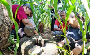 Batu Berlubang Diduga Bagian Candi Ditemukan di Kebun Jagung Mondokan Sragen