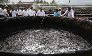 Peluang Usaha! Kebutuhan Lele di Bantul 7 Ton/Hari, Baru Dicukupi 2 Ton/Hari