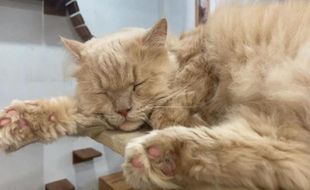 Asyiknya Nongkrong sambil Bermain dengan Anabul di Kafe Kucing Solo