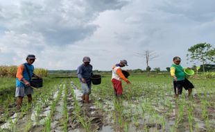 Petani di Kalijambe Sragen Temukan Inovasi Pemupukan, Begini Hasilnya