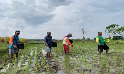 Petani di Kalijambe Sragen Temukan Inovasi Pemupukan, Begini Hasilnya