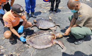 Diduga Makan Plastik, 3 Penyu Ditemukan Mati di Pantai Jangkang Kulonprogo