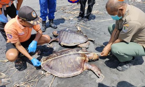 Diduga Makan Plastik, 3 Penyu Ditemukan Mati di Pantai Jangkang Kulonprogo