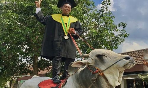 Viral! Mahasiswa Univet Sukoharjo Tunggangi Sapi saat Wisuda, Ini Alasannya