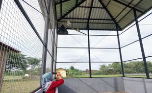 Berantas Tikus Sawah, Petani Kampung Klurahan Sukoharjo Kembangkan Tyto Alba