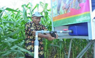 Kenalkan Teknologi Pertanian, Syngenta Bantu Petani Jagung Tingkatkan Produksi