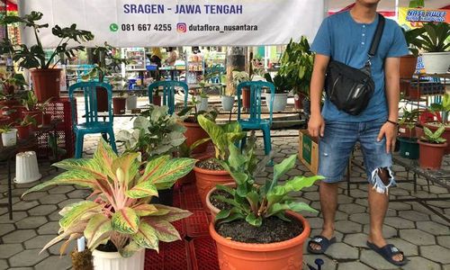 Harumnya Bisnis Tanaman Hias di Sragen, Bisa Raup Untung Jutaan Rupiah