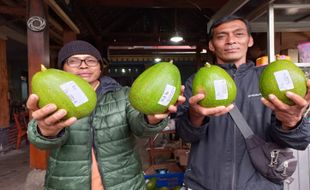 Ada Alpukat Jumbo di Lereng Merapi Klaten, Harganya Sempat Tembus Rp40.000/Kg