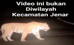 Beredar Video Macan Lintasi Jalan, Kapolsek: Bukan di Jenar, Sragen!