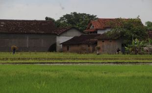 Terkuak! Tol Lingkar Luar Solo Ternyata akan Gilas Sawah Seluas 30 Ha di Klaten