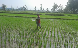 1.000 Hektare Sawah Alih Fungsi, Produksi Beras di Jateng Terancam Susut