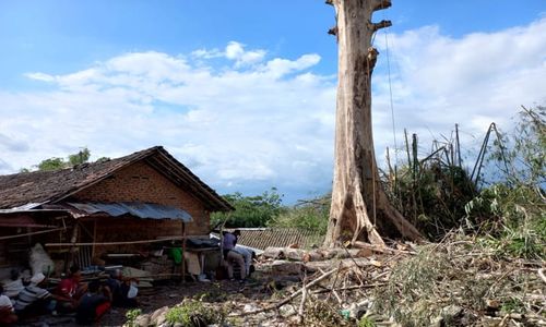 Saking Gedenya, Pemangkasan Pohon Tiga Abad di Klaten Ini Butuh Waktu Sepekan