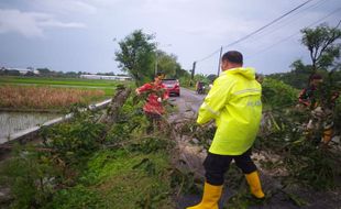 Tak Hanya di Karanganom, Pohon Tumbang juga Terjadi di Trucuk Klaten