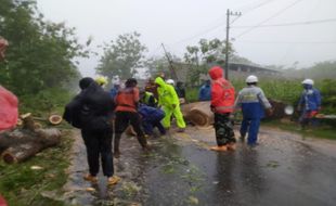 2 Pohon Tumbang Akibat Hujan Deras Disertai Angin Kencang di Wonogiri