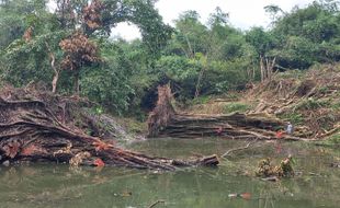 Diterpa Angin Kencang, 5 Pohon Jumbo di Sekitar Sendang Tarubasan Klaten Roboh