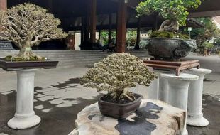 Festival Bonsai Solo, Koleksi Legenda Bulu Tangkis Indonesia Ikut Dipamerkan