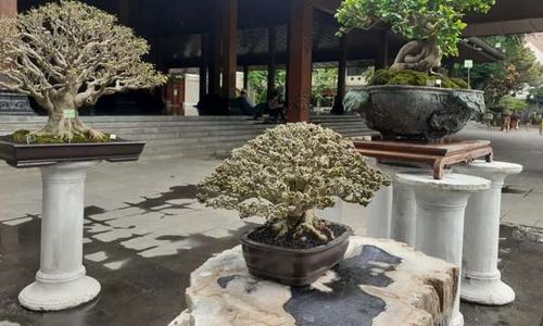 Festival Bonsai Solo, Koleksi Legenda Bulu Tangkis Indonesia Ikut Dipamerkan