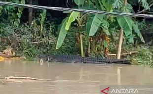 Banjir Melanda Lombok Tengah, Buaya Tiba-Tiba Muncul di Sungai Desa