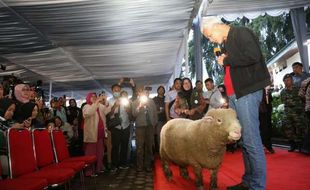 Ganjar Ajak Petani Banjarnegara Kembangkan Domba Batur