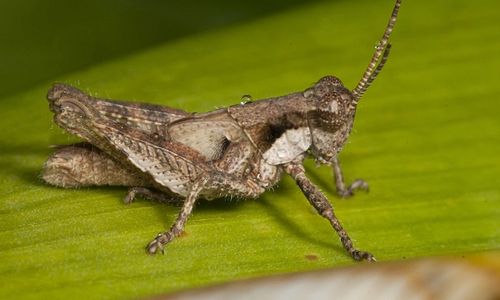 Makan Belalang, Warga Gunungkidul Meninggal