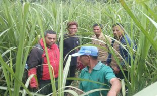 Polisi Selidiki Dugaan Penampakan Macan di Perbatasan Sragen-Grobogan