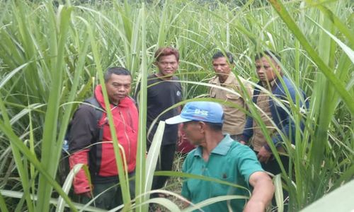 Polisi Selidiki Dugaan Penampakan Macan di Perbatasan Sragen-Grobogan