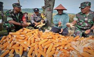 Kodim 0726/Sukoharjo Panen Jagung di Lahan Demplot Desa Bulu