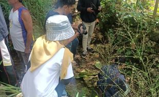 Geger! Warga Gunungkidul Mengaku Lihat Seekor Macan di Ladangnya