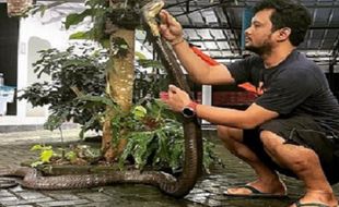 Mengenal King Cobra, Ular Pembunuh Mantan Asisten Panji Petualang