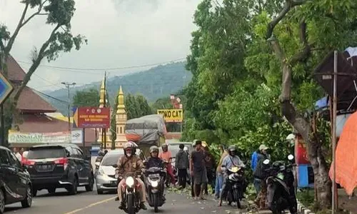 Pohon Tumbang di Ambarawa Timpa Pengendara Motor