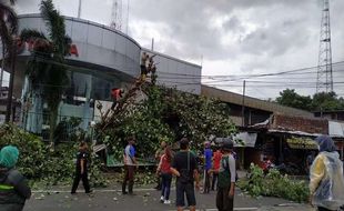 Belasan Pohon Tumbang di Semarang dalam Sehari, Ini Lokasinya