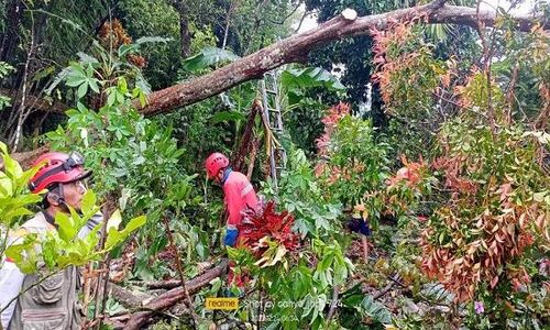 Sleman Diterpa Hujan & Angin, Puluhan Pohon Tumbang