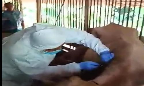 Duh, Penyakit Kulit Serang 22 Sapi di Sragen, Begini Langkah Disnakan