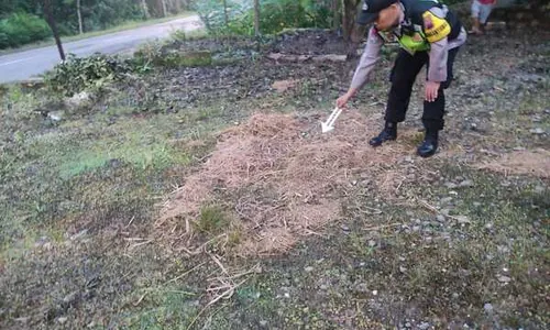 Kandang di Pinggir Jalan Raya, Sapi Milik Lansia Nguntoronadi Raib Dicuri