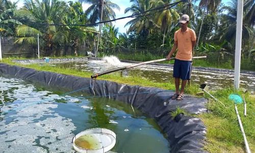 Dobrak Tradisi Lama, Pemuda Pacitan Kembangkan Tambak Udang Berbasis Teknologi