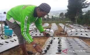 Petani Temanggung Coba Tanam Bawang Merah dengan Cara Semai Gunakan Benih TSS