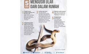 5 Cara Mengusir Ular dari Dalam Rumah