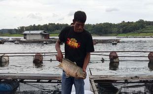 SMART KJA Mampu Tekan Kematian Ikan di WKO Boyolali, Ini Penjelasan Disnakkan