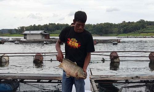 SMART KJA Mampu Tekan Kematian Ikan di WKO Boyolali, Ini Penjelasan Disnakkan