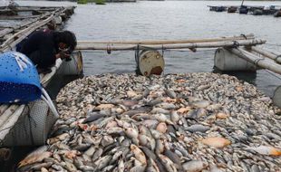 Kematian Ikan di WKO Boyolali Terus Bertambah, Kerugian Capai Rp2,7 M