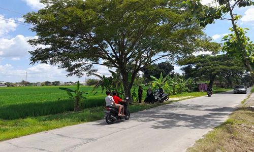 Segera Dibangun Poltekpar, Segini Harga Tanah di Gemolong Sragen