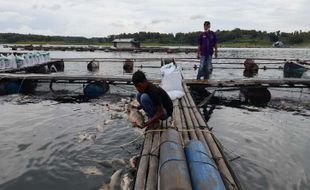 Dampak Upwelling, Jumlah Keramba Jaring Apung di WKO Boyolali bakal Dikurangi