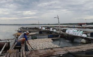 Kisah Sedih Petani Keramba WKO Boyolali: Banyak Ikan Mati, Rugi Puluhan Juta