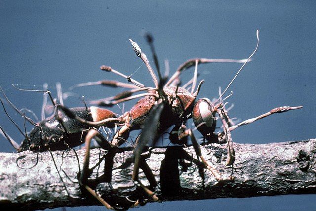 Jamur Parasit Cordyceps di The Last of Us, Si Pengubah Zombie yang Kaya Manfaat